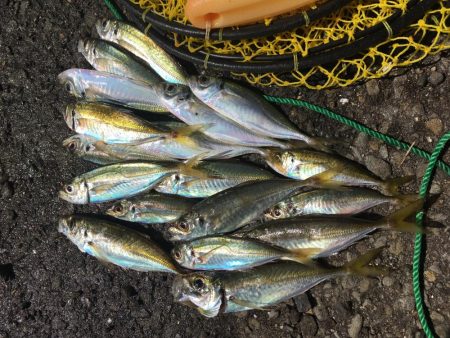 夜サビキでアジ良好